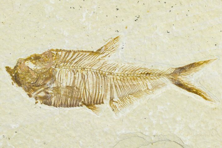Detailed Fossil Fish (Diplomystus) - Wyoming #113567